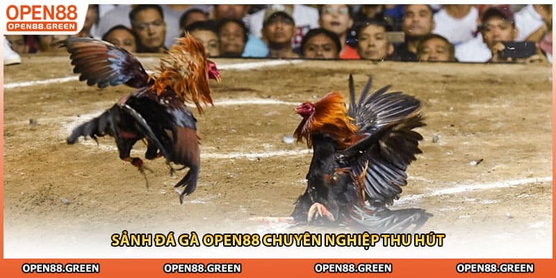 Sảnh đá gà Open88 chuyên nghiệp thu hút